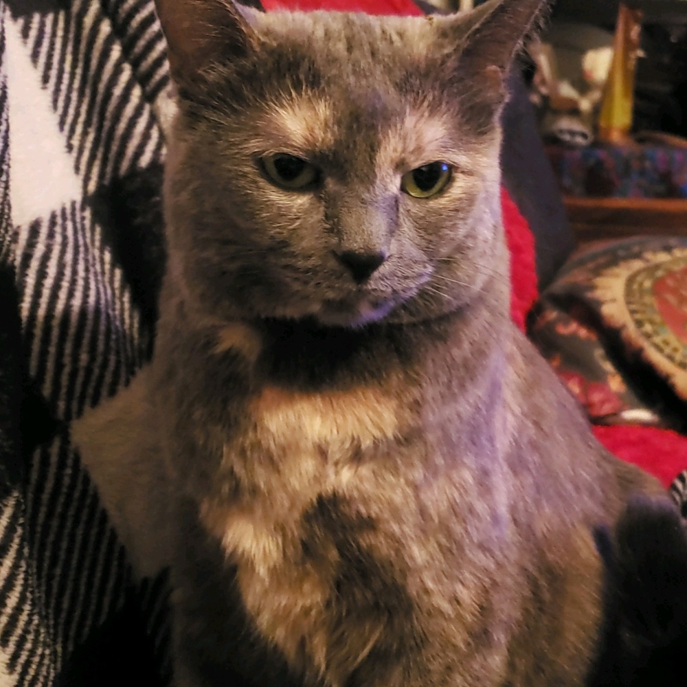 Meet your Posher, Tasha